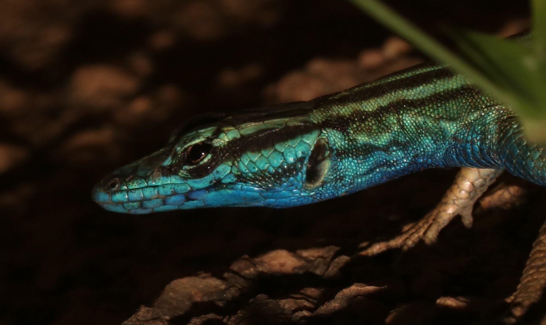 A platysaurus attenboroughi, also known as Attenborough’s flat lizard