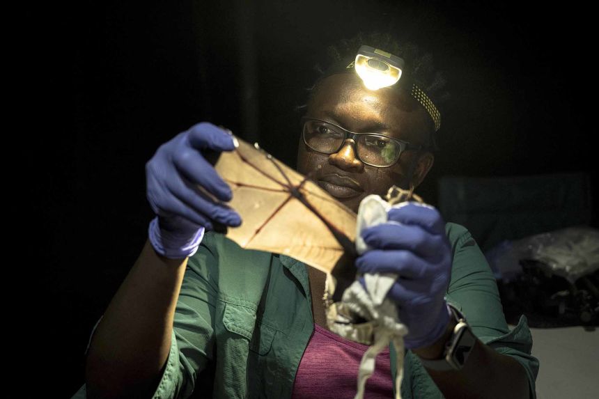 Iroro Tanshi examines the wing a short-tailed round leaf bat.
