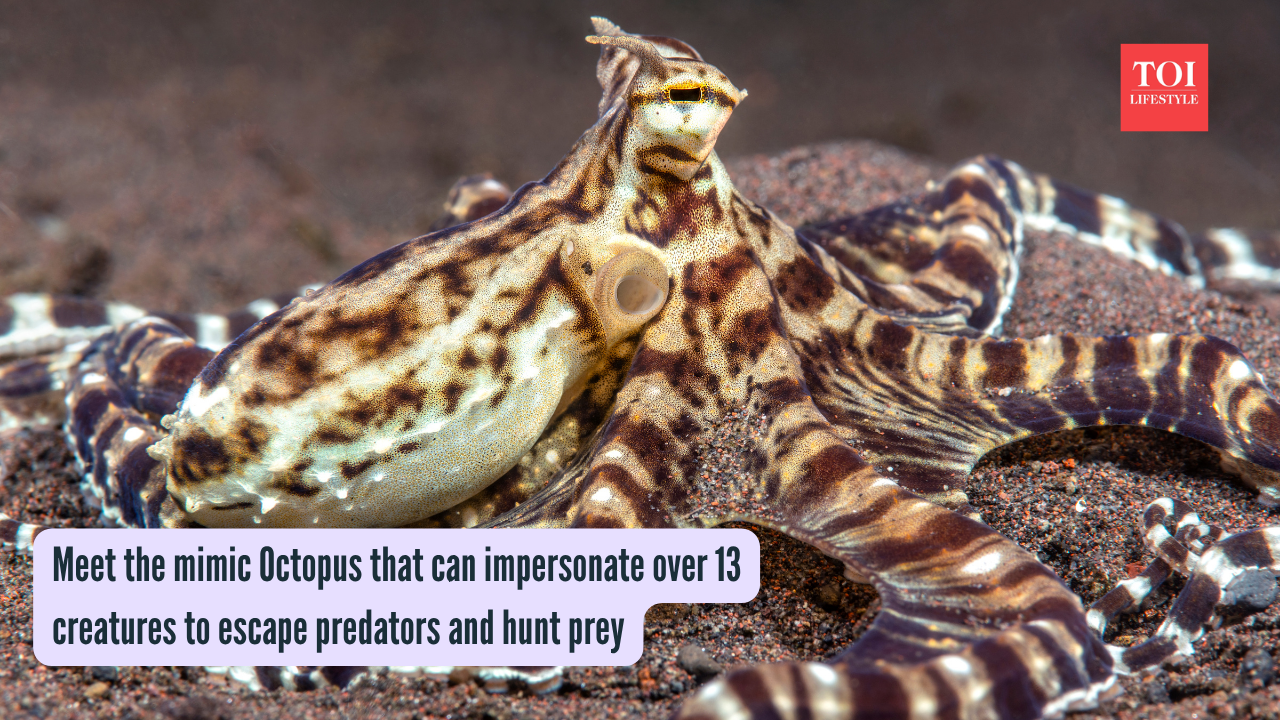 Mimic Octopus (Photo via Canva) Meet the mimic Octopus that can impersonate over 13 creatures to escape predators and hunt prey