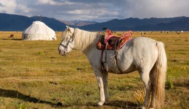 Mongolian horse, brass elephants: What MPs declared in gift register