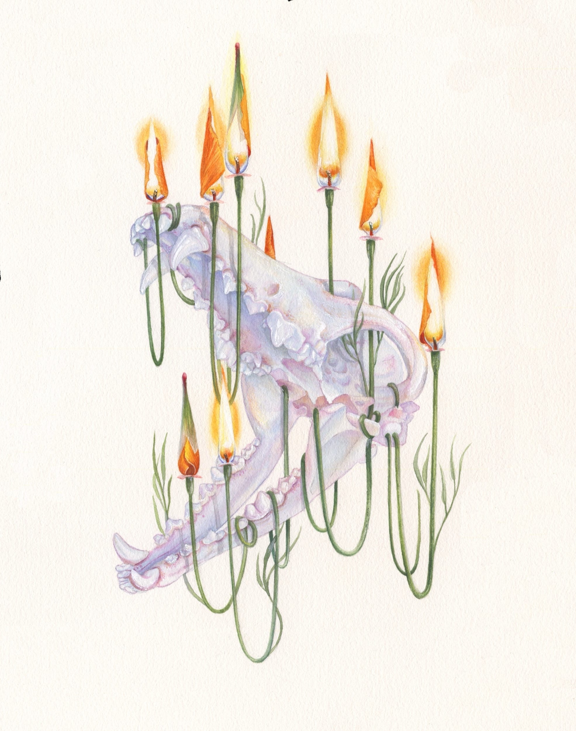 a drawing by Christina Mrozik of a skull entwined with a plant