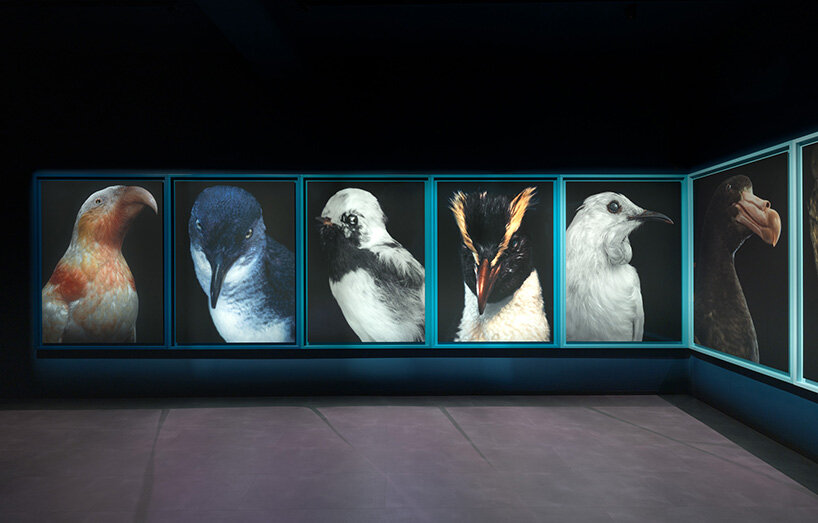 museum-held birds become portraits of ecological loss at new zealand pavilion in venice - 1