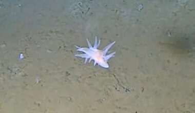 A pale, soft-bodied sea creature with multiple spiky appendages crawls along the muddy ocean floor.