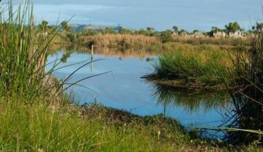 Alleged fuel thieves tried hiding in swamp while fleeing police