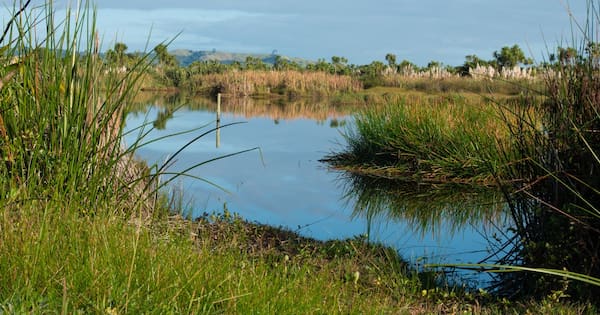 Alleged fuel thieves tried hiding in swamp while fleeing police
