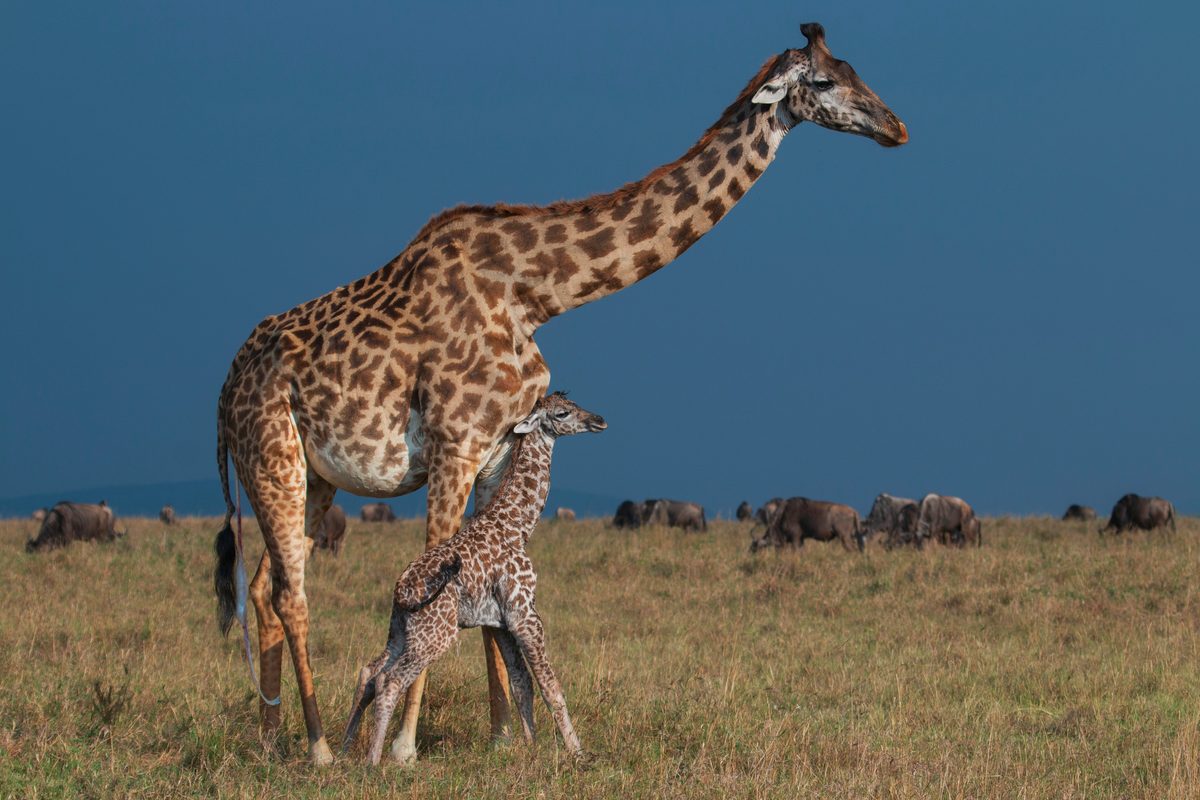 Newborn baby giraffe with her mother
