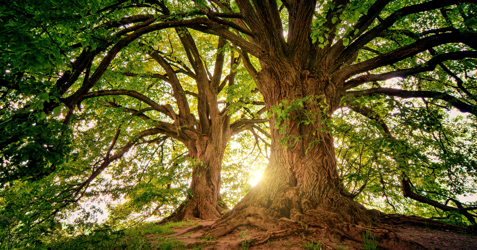 There are more trees on Earth than stars in the Milky Way. A major global estimate put the planet’s tree count at about three trillion, while NASA gives the Milky Way’s star count as roughly 100 to 400 billion.
