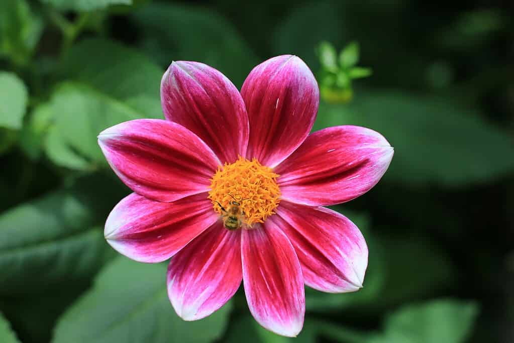 Dahlia flower with pink and white petals and yellow center, surrounded by green leaves.