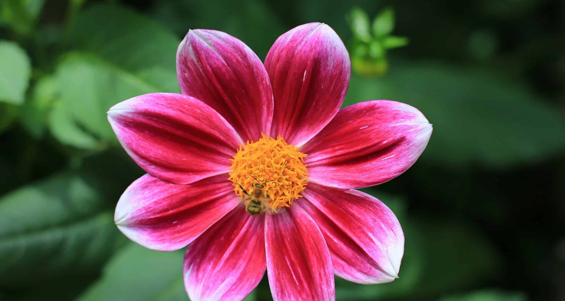 Plants May Have Survived Earth’s Massive Extinctions by Doubling Their Genome