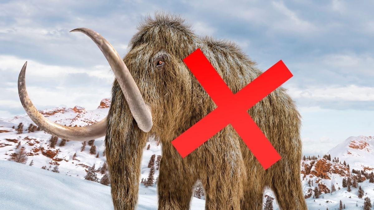 'Mammoth' Bones Kept in a Museum For 70 Years Turn Out to Be Entirely Different Animal : ScienceAlert