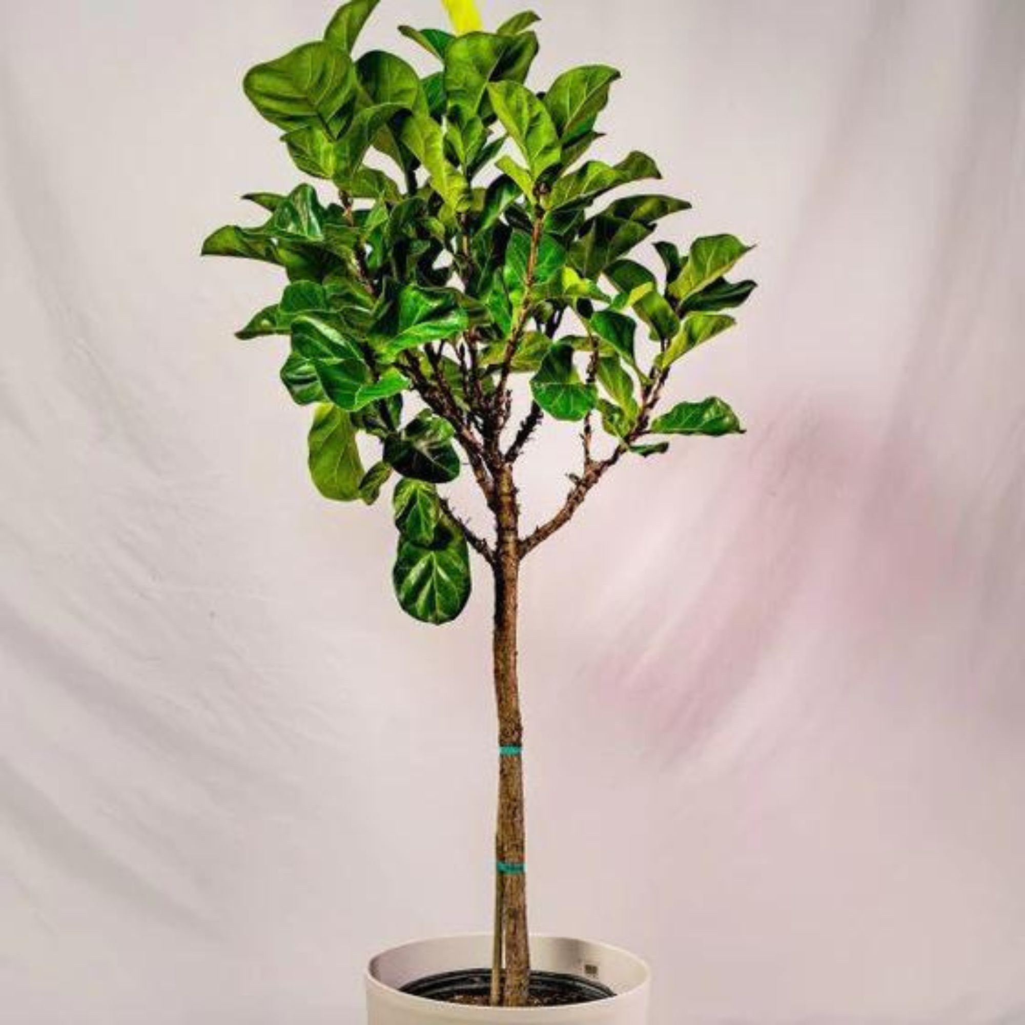 bambino fiddle leaf fig tree