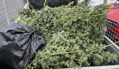 On the nose: 'Strong smell' leads cops to trailer load of cannabis