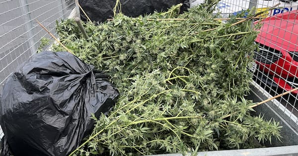 On the nose: 'Strong smell' leads cops to trailer load of cannabis