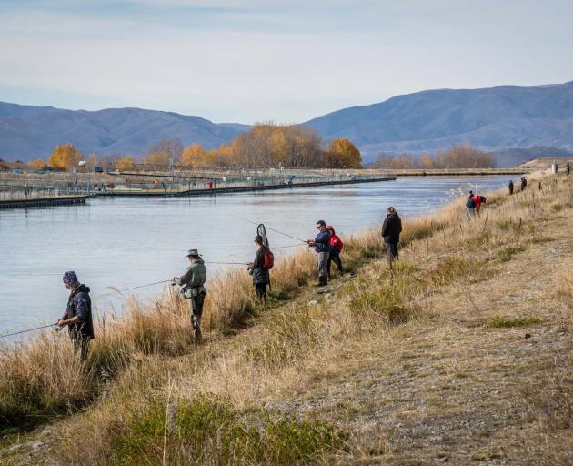 Anglers line the Ohau C canal after a breakout from a commercial salmon farm recently. PHOTO:...