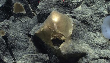 A 'Golden Orb' on the Ocean Floor Came From a Mysterious Animal