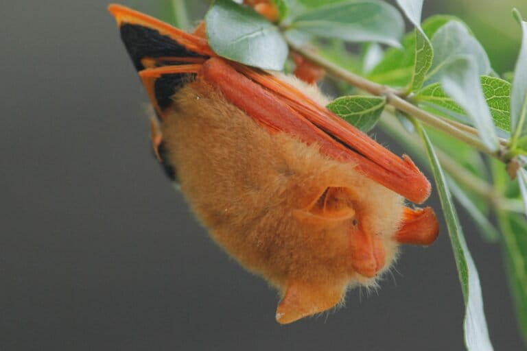 Painted woolly bats are nocturnal and sparsely distributed in the landscape, roosting in small groups.