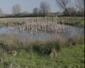 Bomb Crater Pond holds clean water all year round supporting wildlife and cattle
