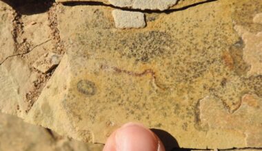 Study Claims 540-Million-Year-Old 'Animal' Fossils Are Something Else Entirely