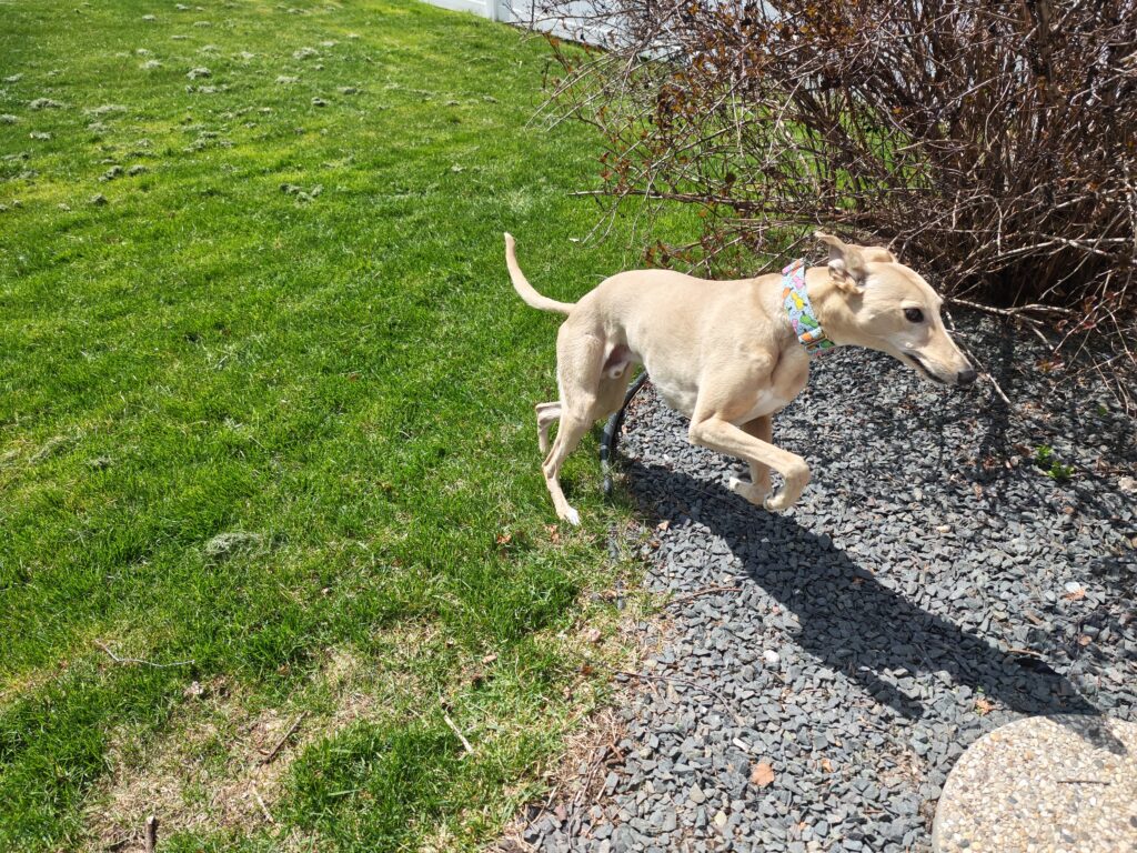 Dog jumping