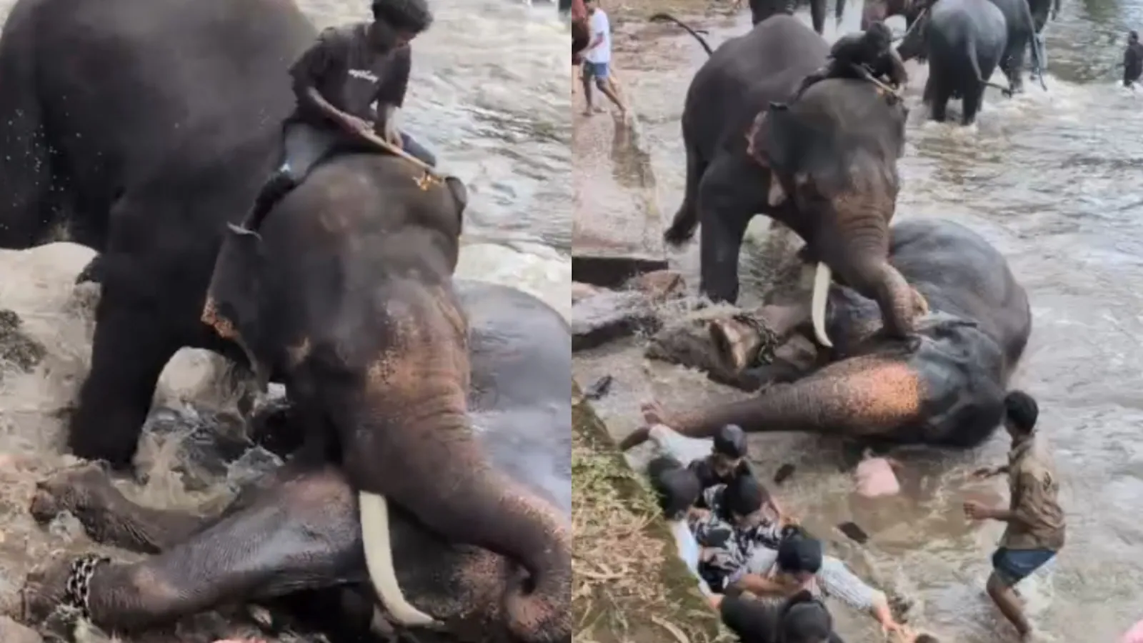 No Selfies, Feeding: Karnataka's New Elephant Camp Rules After Tourist Death