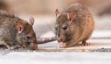 What to know about hantavirus, illness suspected in cruise ship outbreak