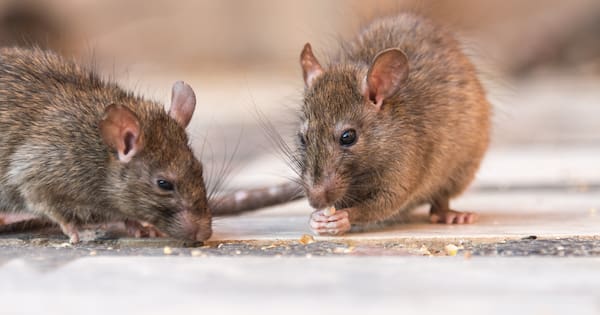 What to know about hantavirus, illness suspected in cruise ship outbreak
