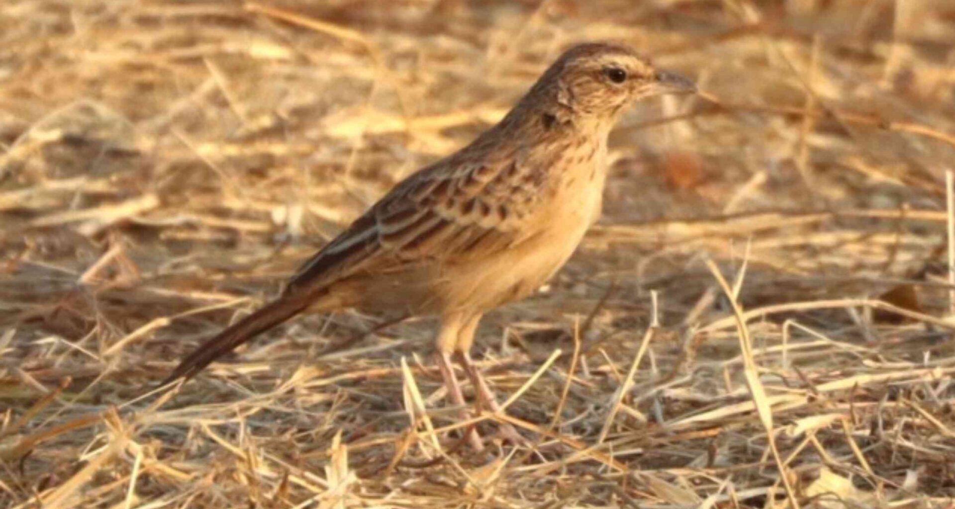 A bird thought to be extinct for 94 years is photographed alive in the African savanna