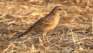 A bird thought to be extinct for 94 years is photographed alive in the African savanna