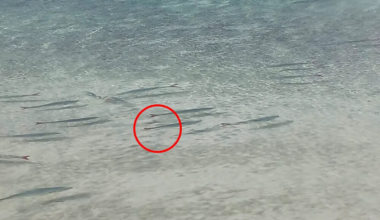 Aussie beachgoer's strange find on fish triggers urgent investigation: 'Don't touch them'
