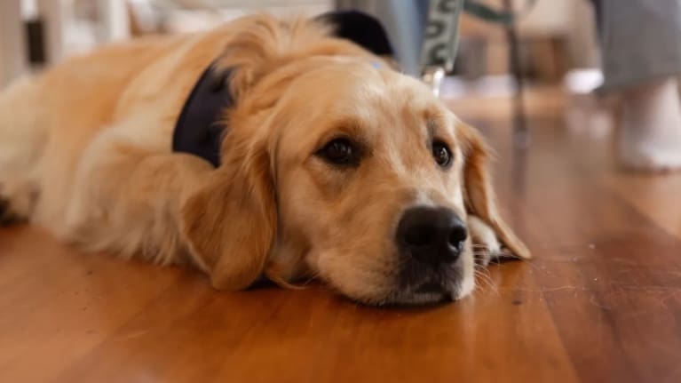 Sammy is Amelia's service dog. 