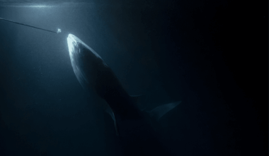 Scientists Drop Recorders In Amazon Stream And Capture Predators Hunting Like Never Before