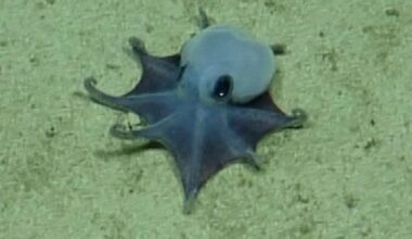Tiny, blue Galápagos octopus identified as newfound species