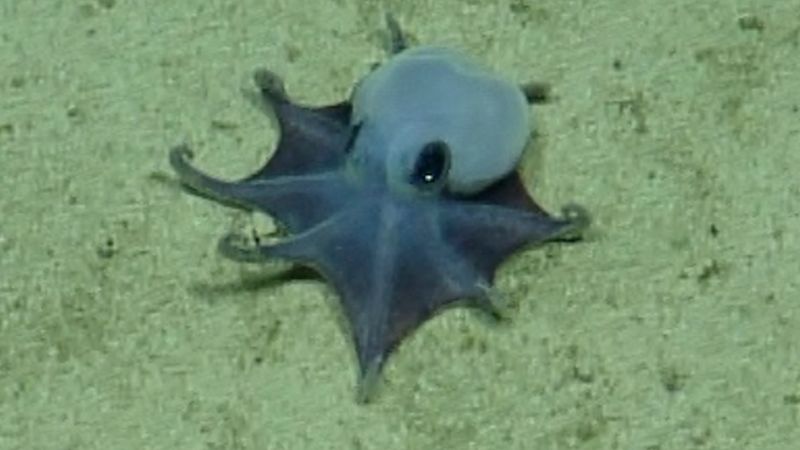 Tiny, blue Galápagos octopus identified as newfound species