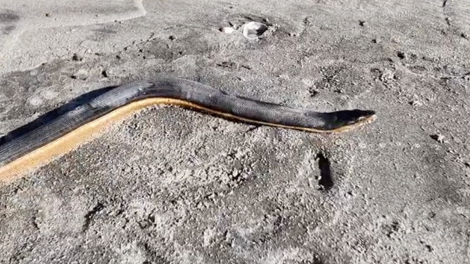 Yellow-bellied sea snake that washed up on New Zealand beach.
