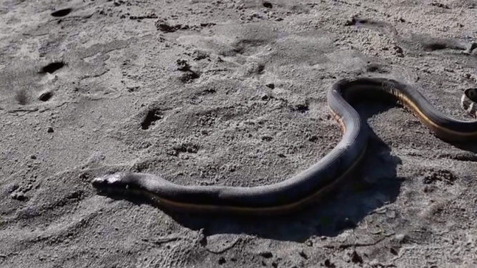 yellow-bellied sea snakes are common in New Zealand waters.