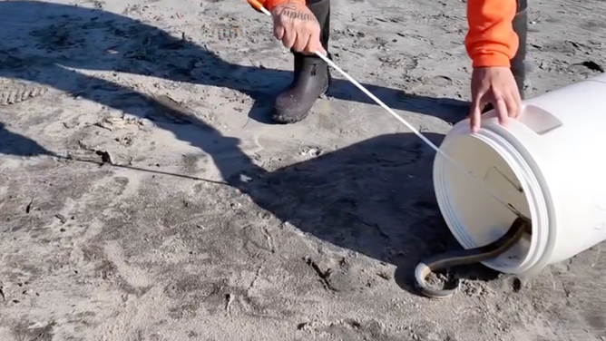 A snake catcher putting the snake into a bucket.