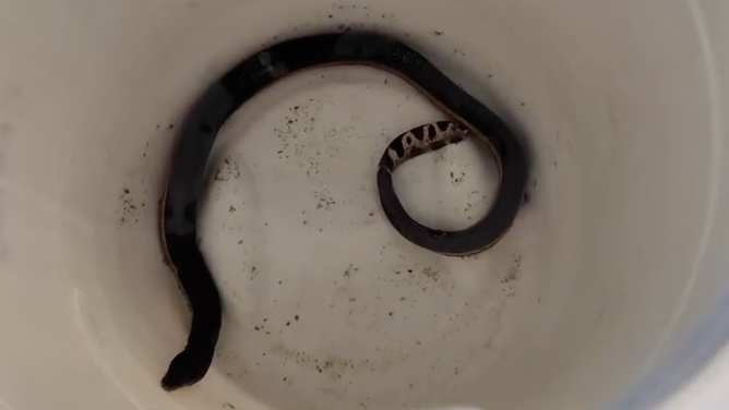 The sea snake in a bucket. 
