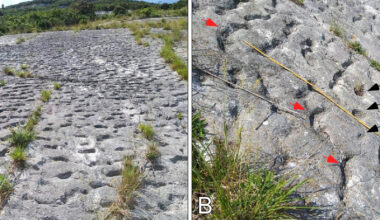 Hikers find sea turtle stampede tracks dating back 80 million years