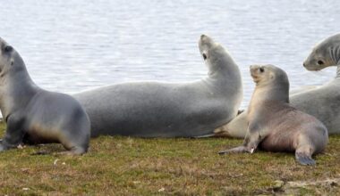 Sea lion breeding success hailed