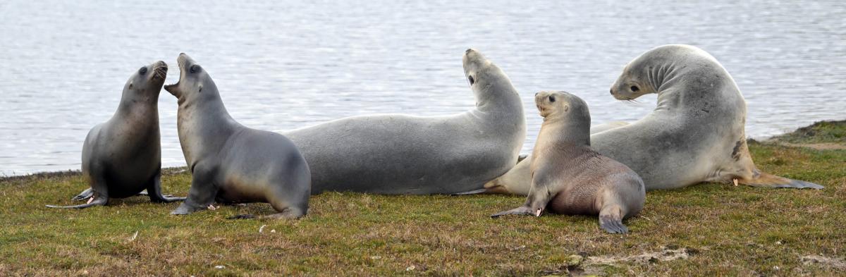 Sea lion breeding success hailed