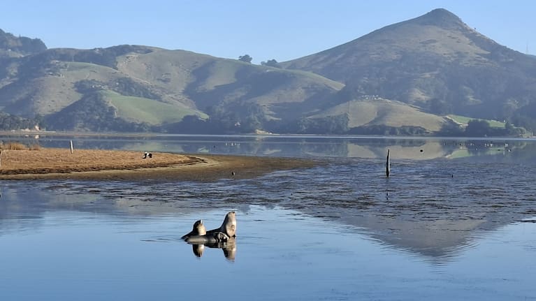 It is pukake season in Otago, where the sea lions gather over the winter months