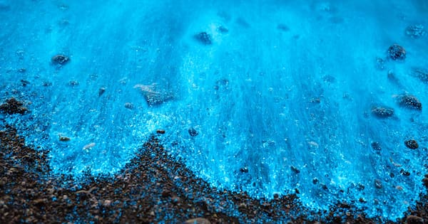 'Absolutely spectacular': Photographer blown away by bioluminesence