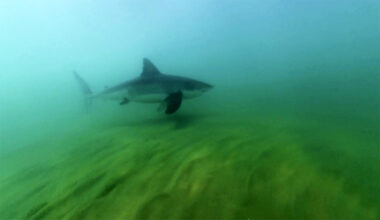 A Great White Shark Swallowed a Videographer's Camera and He Recovered the Footage