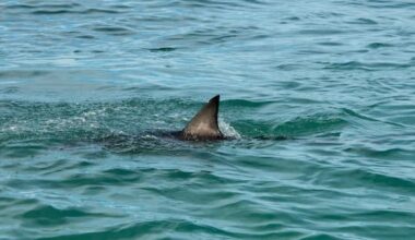 Man dies after shark attack at Queensland diving spot