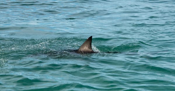 Man dies after shark attack at Queensland diving spot