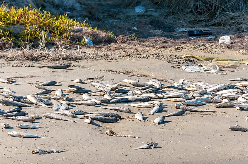Dead fish on a beach during a red tide.