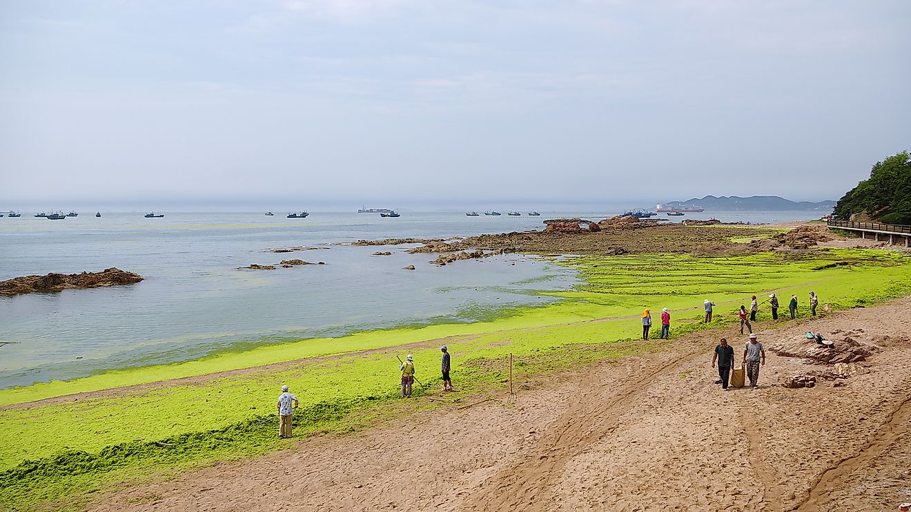 What Is An Ocean Dead Zone?
