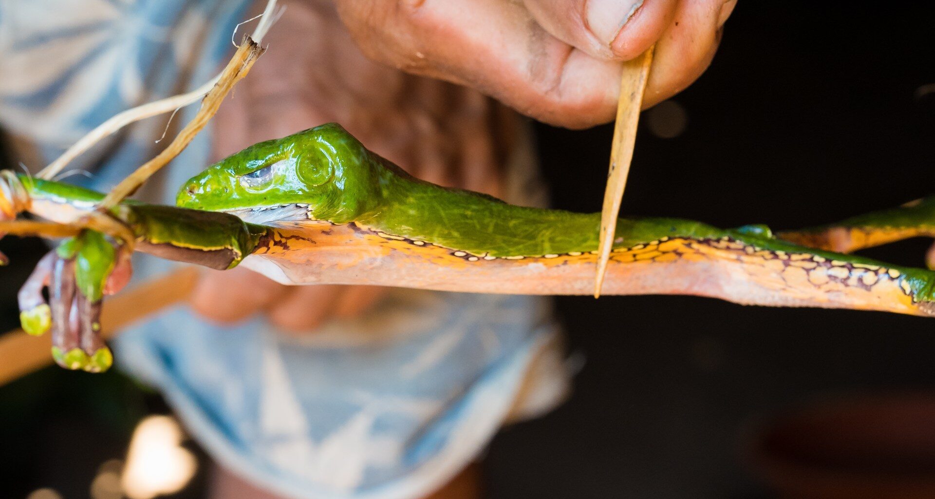 Kambo: What is the frog poison ‘spiritual ritual’ killing detoxers? | Government News