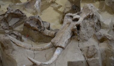 Mammoth bones reveal secrets of Ice Age hunters