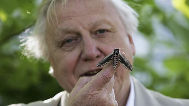 Sir David Attenborough launches the National Moth Recording Scheme at London Zoo in 2007.